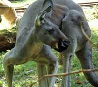 kangaroo